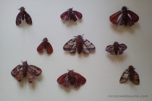Matchbox Moths
