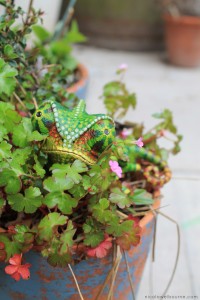 Chameleon Plants