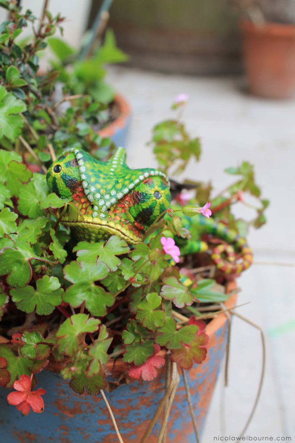 Chameleon Plants